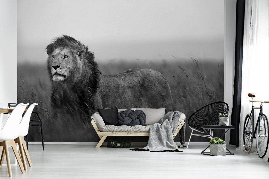 Fotomurale: Leone (bianco e nero) - 184x254 cm