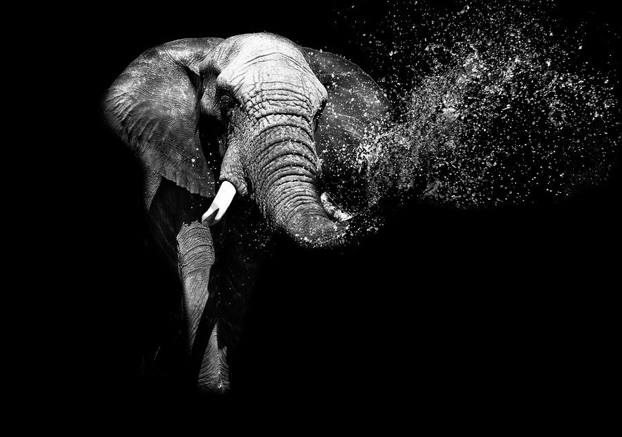 Fotomurale: Elefante in bianco e nero - 254x368 cm