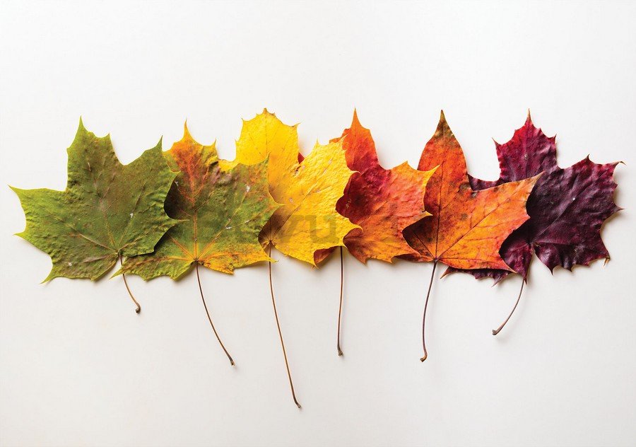 Quadro su tela: Foglie in autunno - 75x100 cm