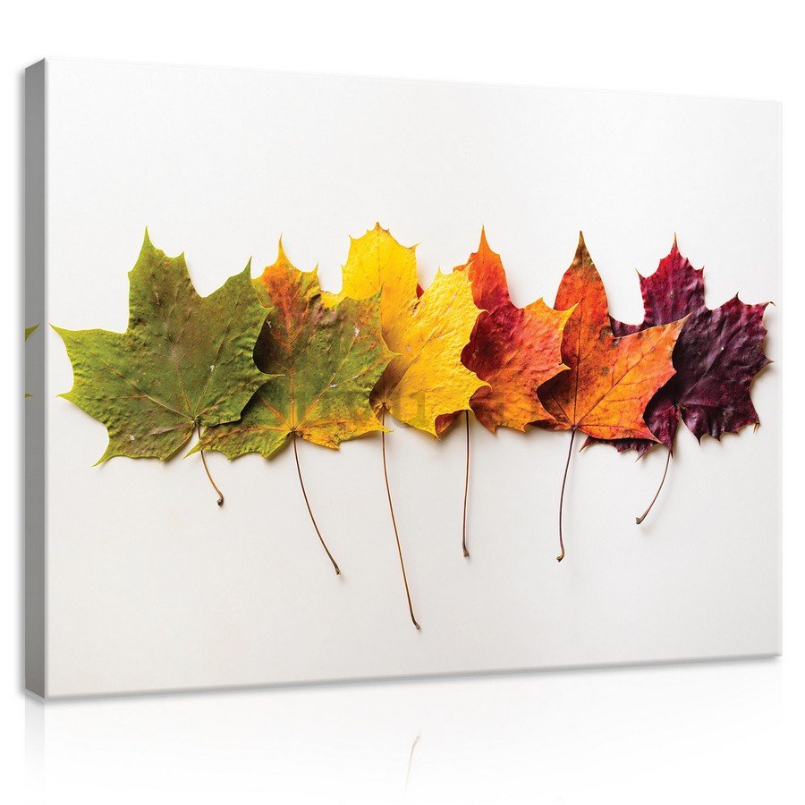 Quadro su tela: Foglie in autunno - 75x100 cm