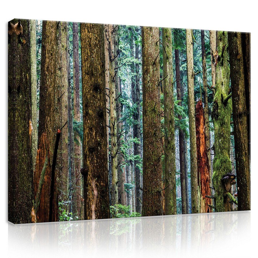Quadro su tela: Bosco di conifere - 75x100 cm