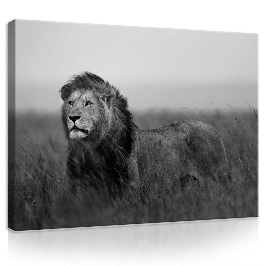 Quadro su tela: Leone (bianco e nero) - 75x100 cm