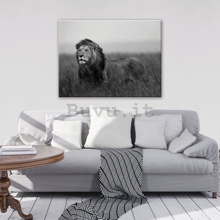 Quadro su tela: Leone (bianco e nero) - 75x100 cm