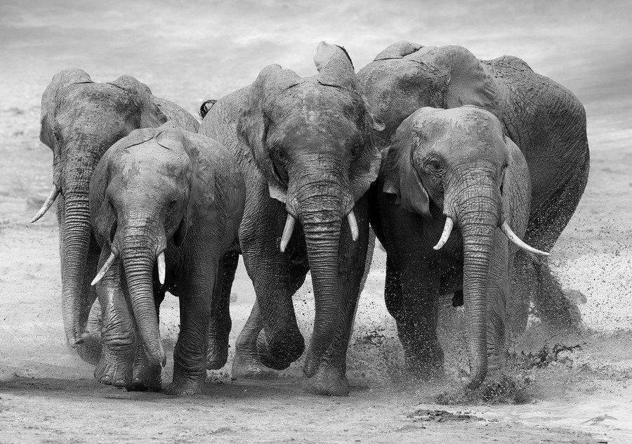 Fotomurale in TNT: Elefanti - 254x368 cm