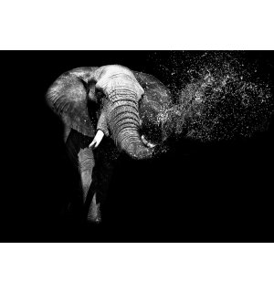 Fotomurale in TNT: Elefante in bianco e nero - 254x368 cm