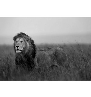 Fotomurale in TNT: Leone (bianco e nero) - 184x254 cm