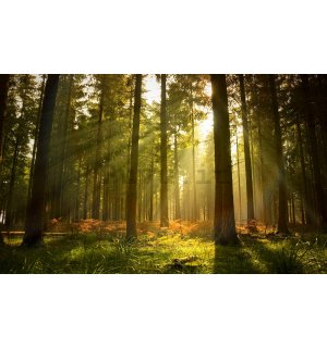 Fotomurale: Alba nel bosco - 254x368 cm