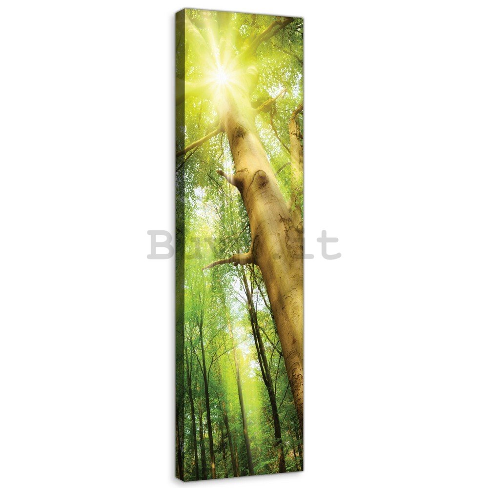 Quadro su tela: Sole nel bosco (1) - 145x45 cm