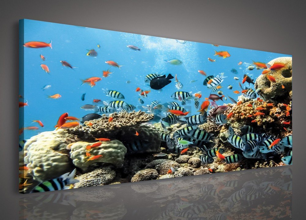 Quadro su tela: Barriera corallina - 145x45 cm