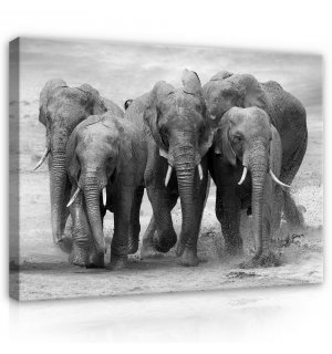 Quadro su tela: Elefanti - 75x100 cm