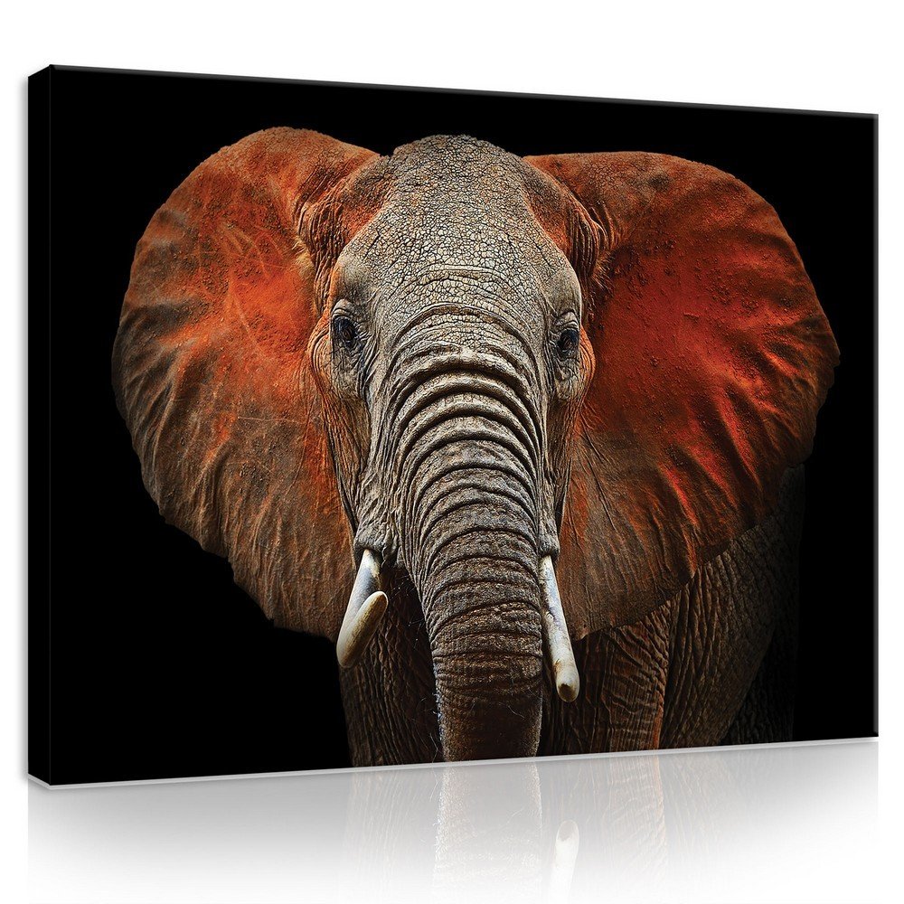 Quadro su tela: Elefante (particolare) - 75x100 cm