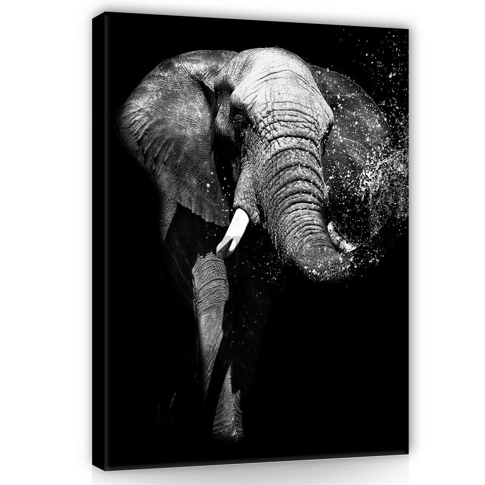 Quadro su tela: Elefante in bianco e nero - 100x75 cm
