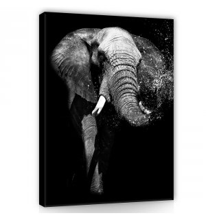Quadro su tela: Elefante in bianco e nero - 100x75 cm