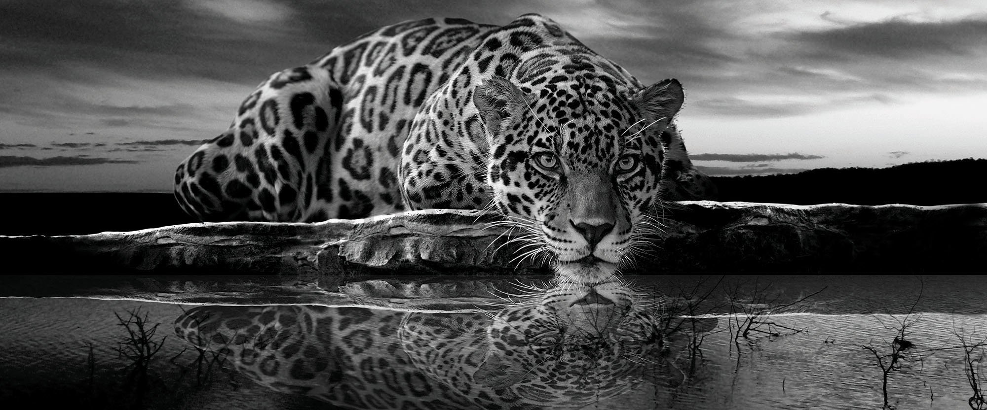Fotomurale: Giaguaro (bianco e nero) - 104x250 cm