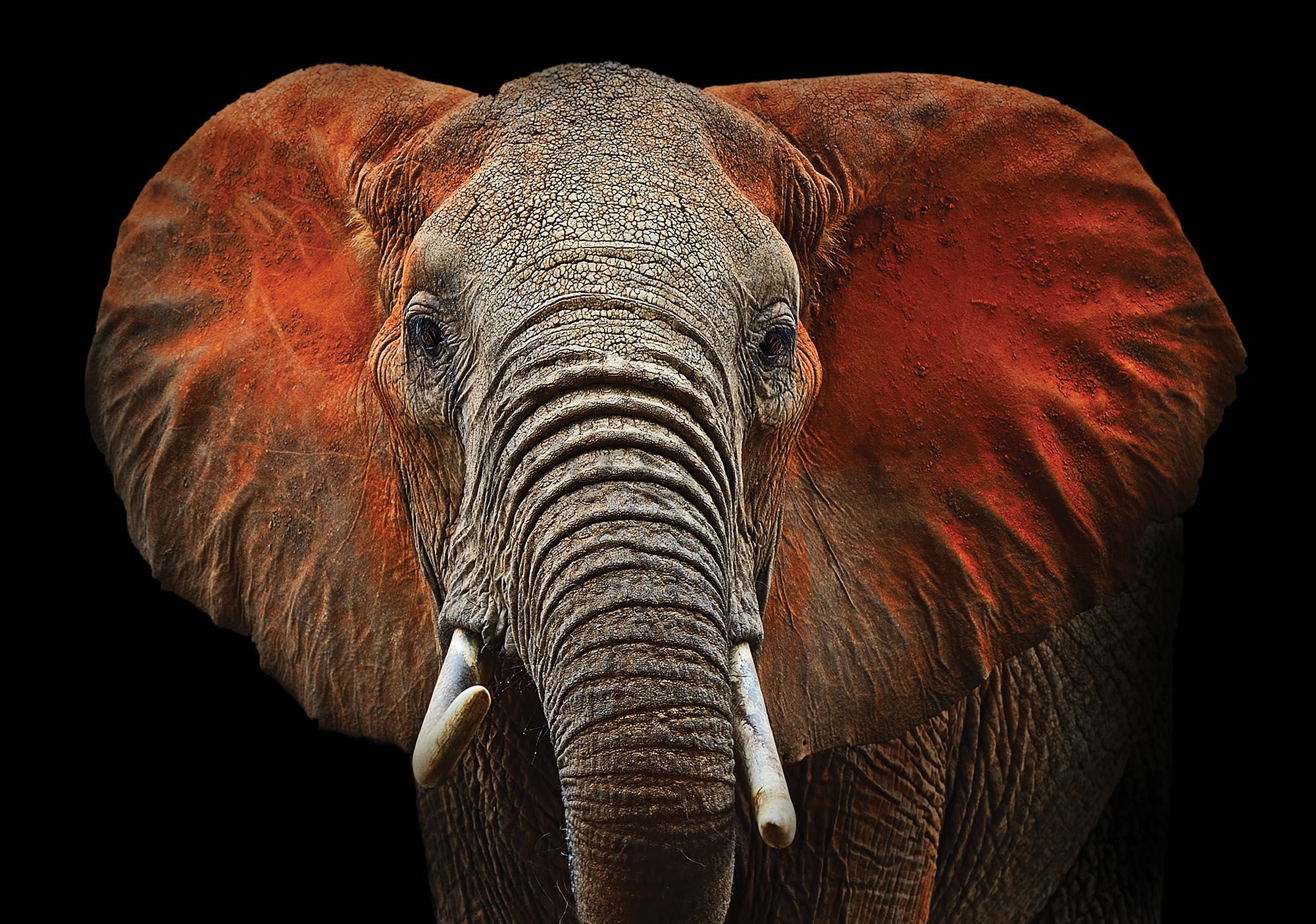 Fotomurale in TNT: Elefante (particolare) - 184x254 cm