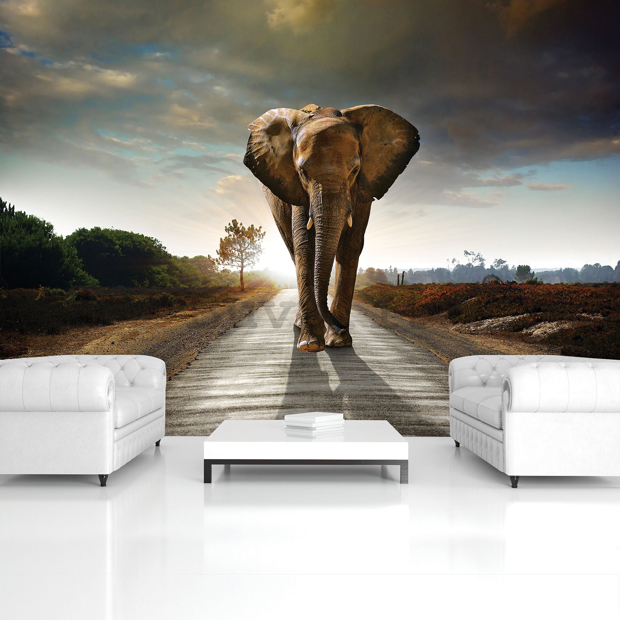 Fotomurale: Elefante (4) - 254x368 cm