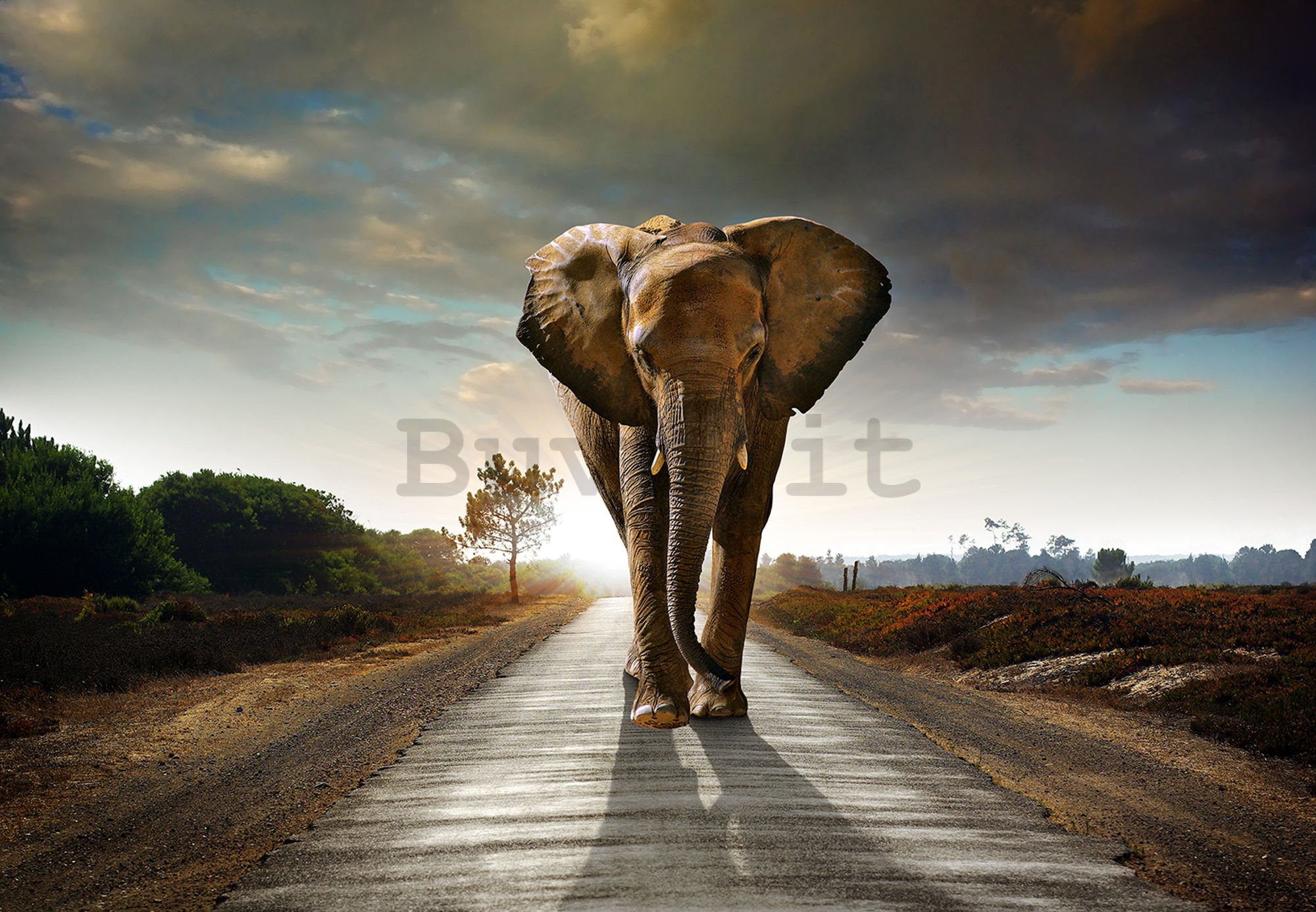 Fotomurale in TNT: Elefante (4) - 184x254 cm
