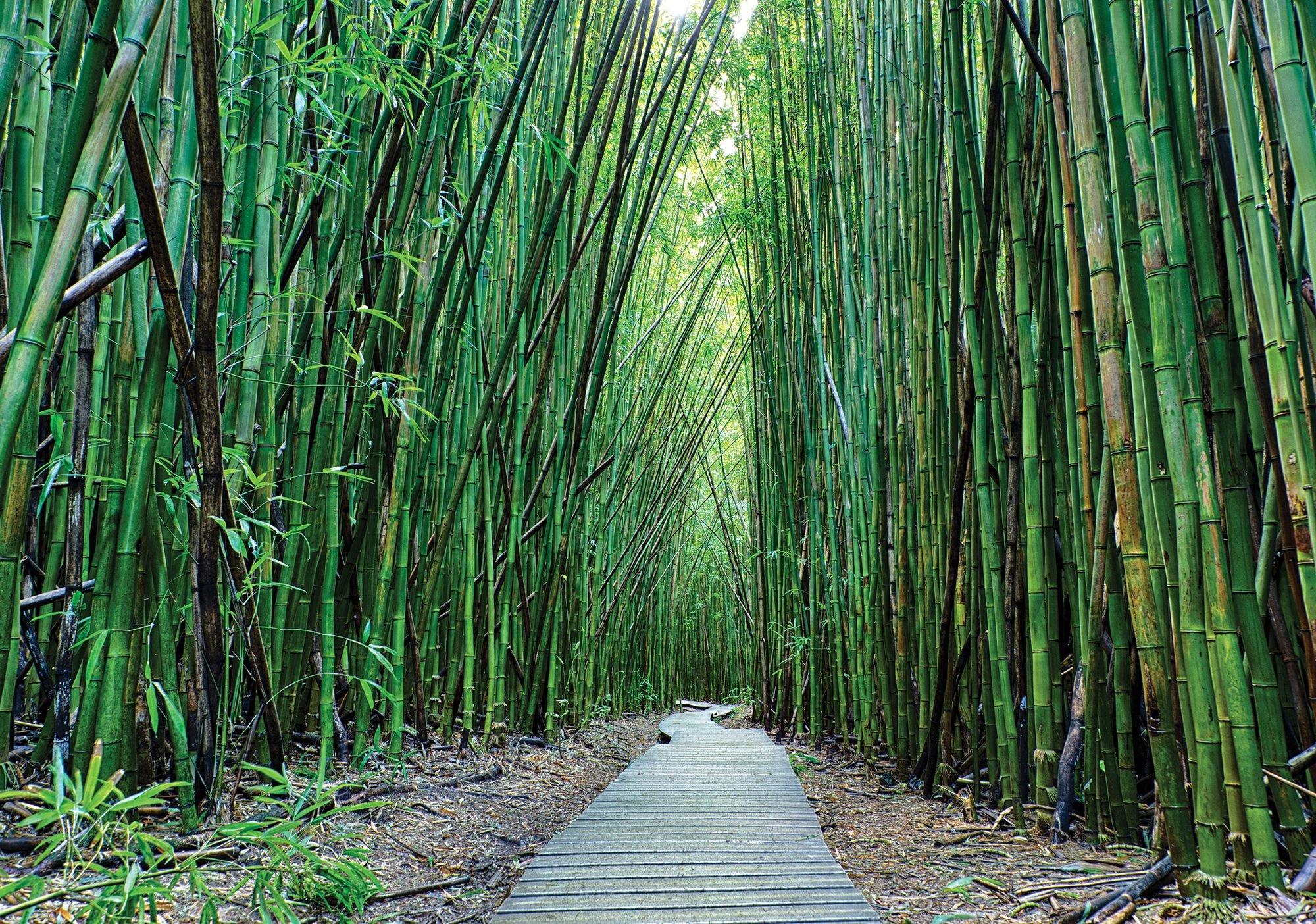 Fotomurale in TNT: Bosco di bambu (2) - 184x254 cm