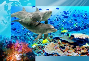 Fotomurale: Mondo marino - 184x254 cm