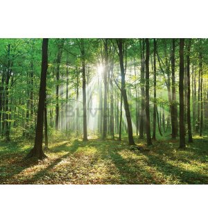 Fotomurale in TNT: Sole nel bosco (3) - 184x254 cm
