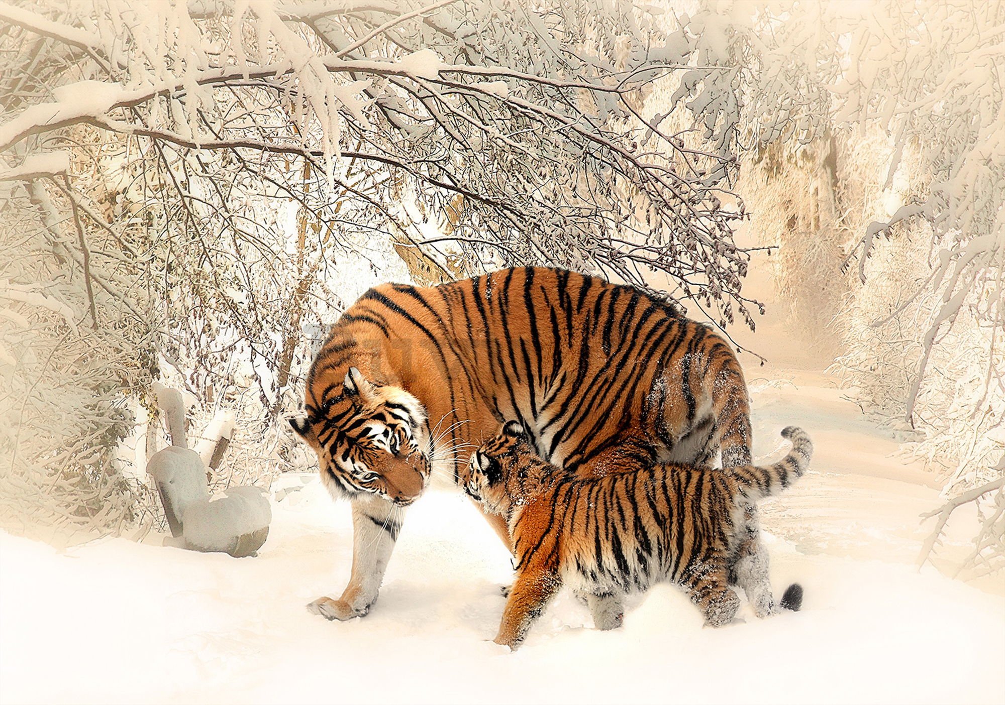Fotomurale: Tigri (1) - 254x368 cm