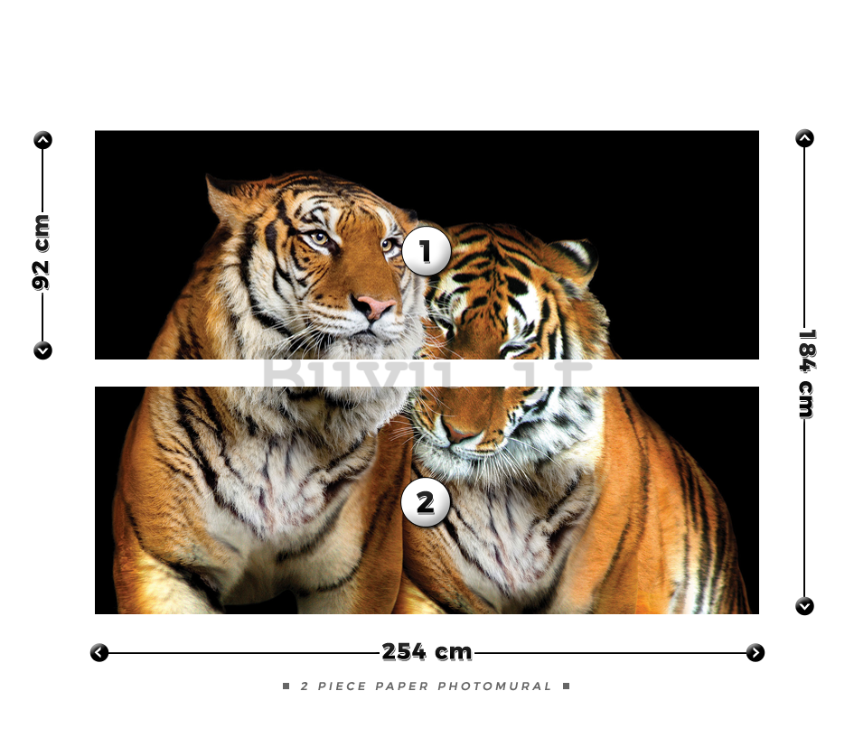 Fotomurale: Due tigri - 184x254 cm