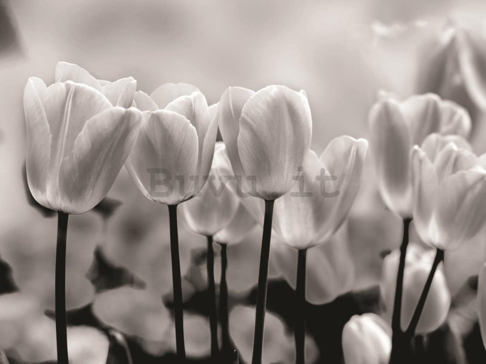 Fotomurale: Tulipani bianchi e neri - 184x254 cm
