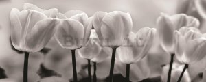 Fotomurale: Tulipani bianchi e neri - 104x250 cm
