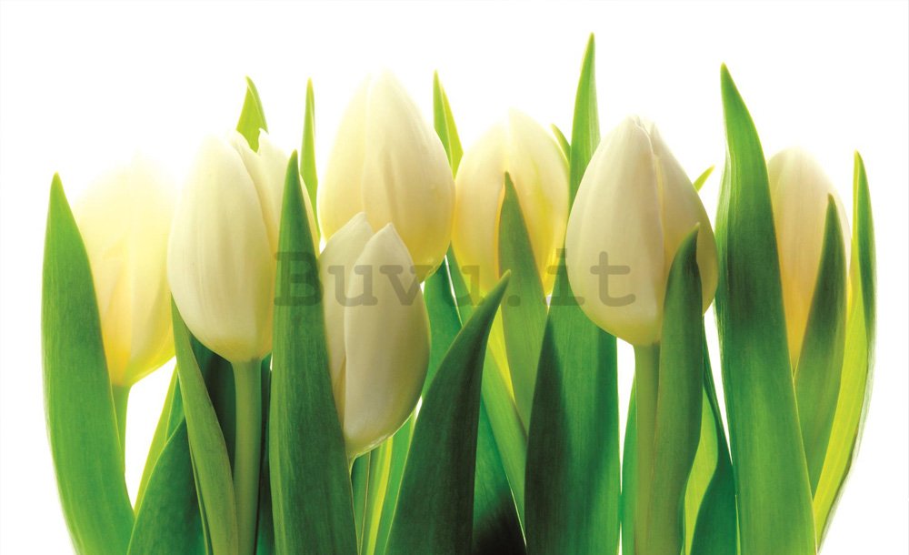 Fotomurale: Tulipani bianchi (1) - 184x254 cm