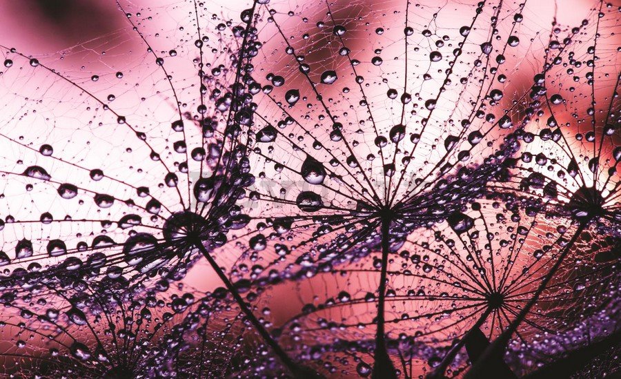 Fotomurale: Gocce di pioggia (1) - 184x254 cm