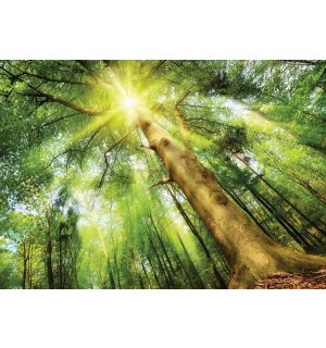 Fotomurale in TNT: Sole nel bosco (1) - 104x152,5 cm