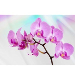 Fotomurale in TNT: Orchidea viola - 184x254 cm