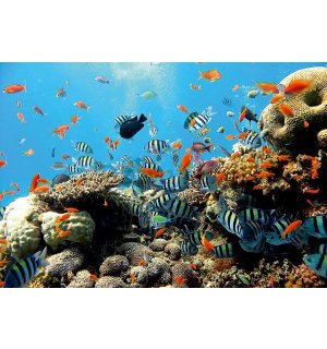 Fotomurale in TNT: Barriera corallina - 184x254 cm