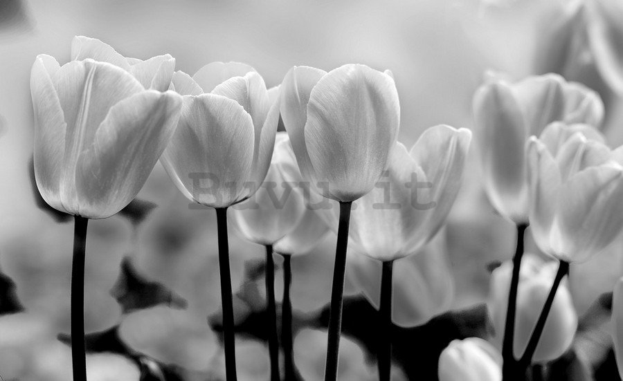 Fotomurale in TNT: Tulipani bianchi e neri - 184x254 cm