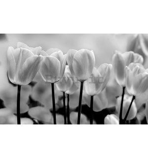 Fotomurale in TNT: Tulipani bianchi e neri - 184x254 cm