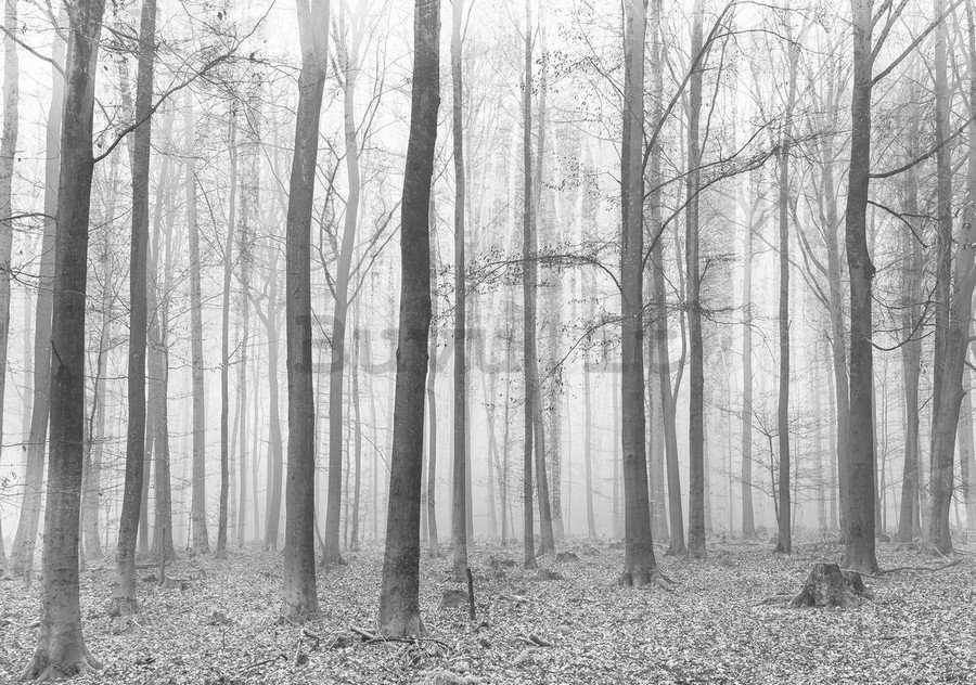 Fotomurale in TNT: Nebbia nel bosco (2) - 254x368 cm