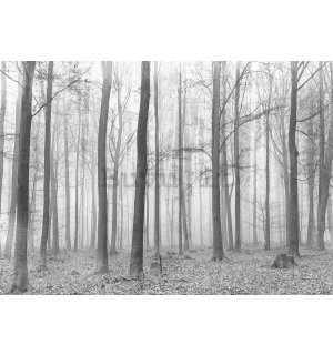 Fotomurale in TNT: Nebbia nel bosco (2) - 254x368 cm