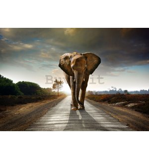 Fotomurale in TNT: Elefante (4) - 104x152,5 cm