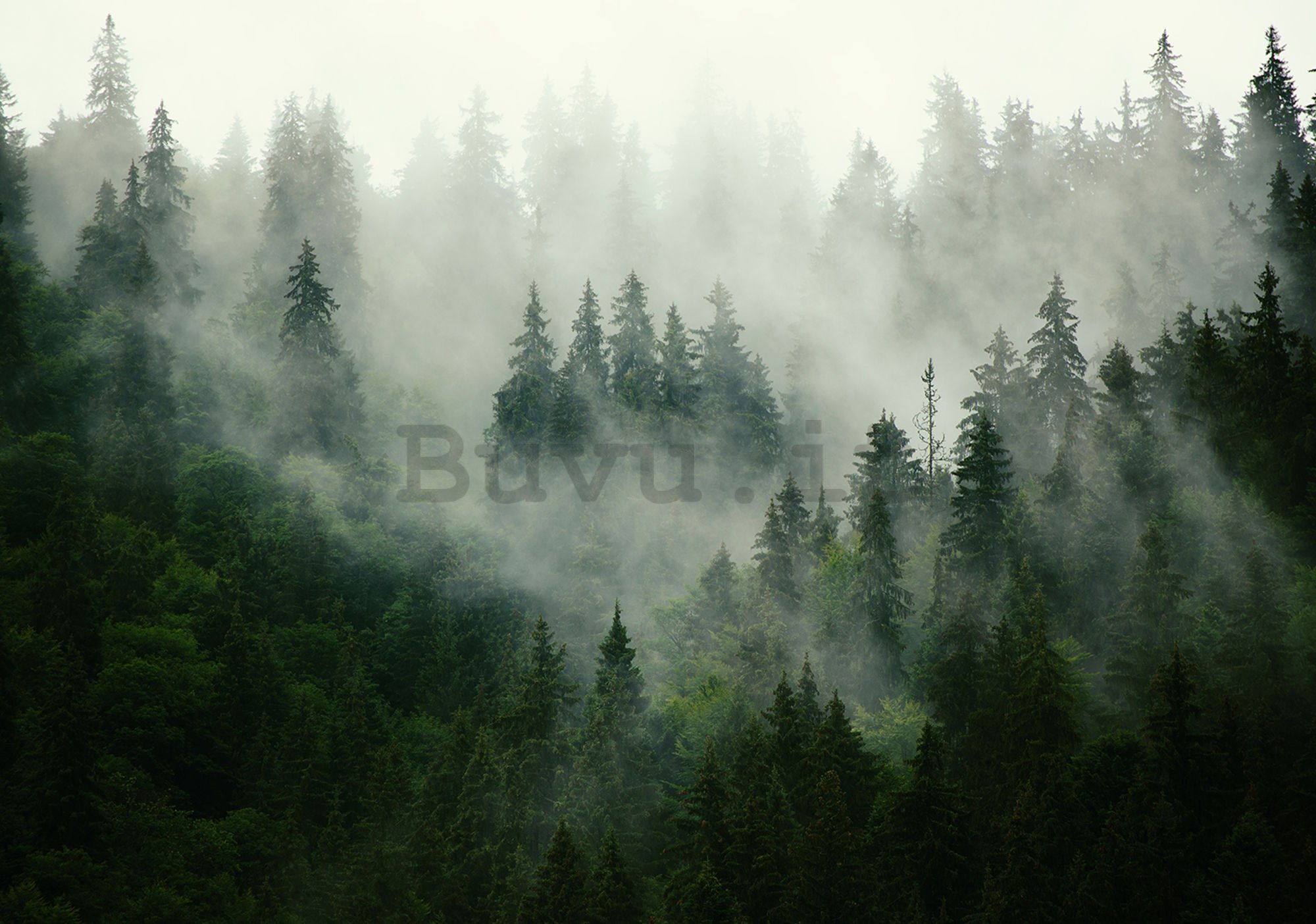 Fotomurale in TNT: Nebbia sul bosco (1) - 104x152,5 cm