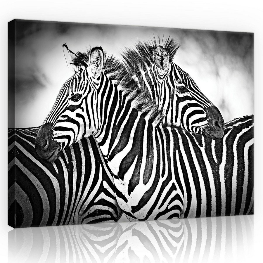 Quadro su tela: Zebra (1) - 75x100 cm