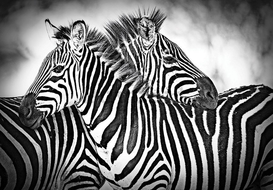 Quadro su tela: Zebra (1) - 75x100 cm
