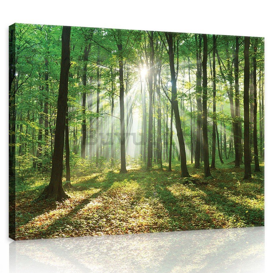 Quadro su tela: Sole nel bosco (3) - 75x100 cm