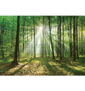 Quadro su tela: Sole nel bosco (3) - 75x100 cm