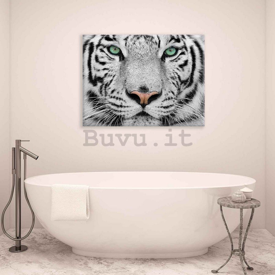 Quadro su tela: Tigre bianca - 75x100 cm