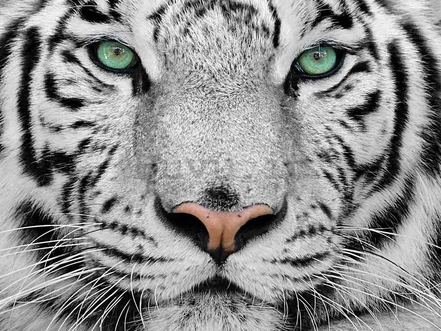 Quadro su tela: Tigre bianca - 75x100 cm