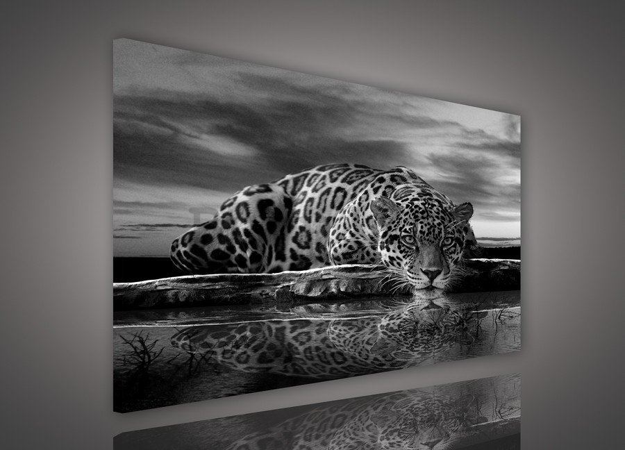 Quadro su tela: Giaguaro (bianco e nero) - 75x100 cm
