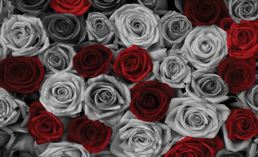 Quadro su tela: Rose bianche e rosse (1) - 75x100 cm