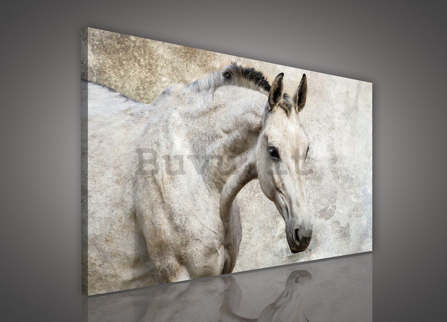 Quadro su tela: Cavallo - 75x100 cm