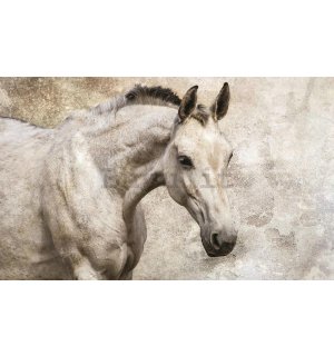 Quadro su tela: Cavallo - 75x100 cm