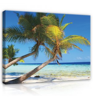 Quadro su tela: Spiaggia con palma - 75x100 cm